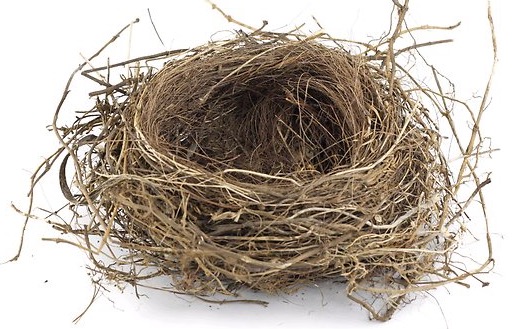 252922-empty-nest (1)
