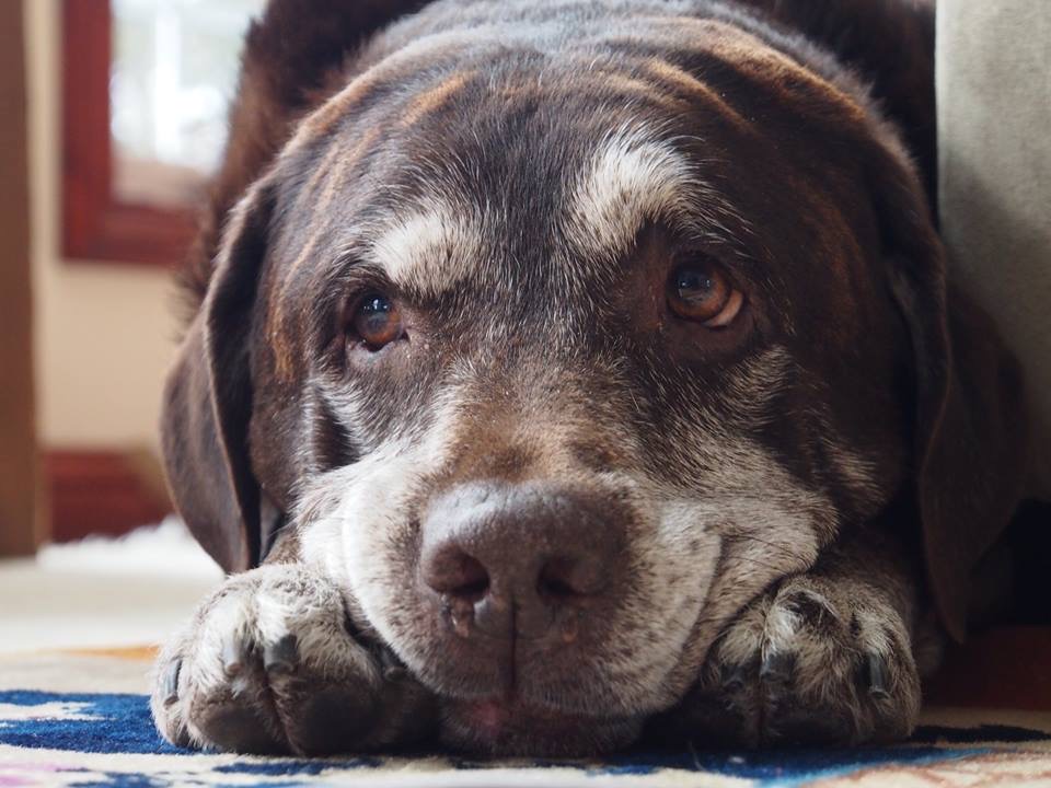 16939629_10154988365238764_2930403433685355056_n